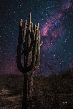 Desert Nights, Nathan Larson by Wild Apple