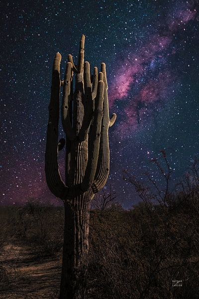 Desert Nights, Nathan Larson by Wild Apple