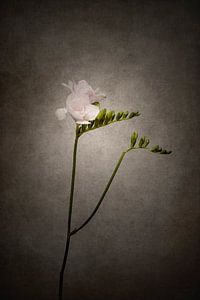 Sierlijke bloem - De Freesia | Vintage Style van Melanie Viola