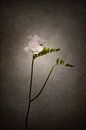 Grazile Blume - Die Freesie | Vintage-Stil von Melanie Viola Miniaturansicht