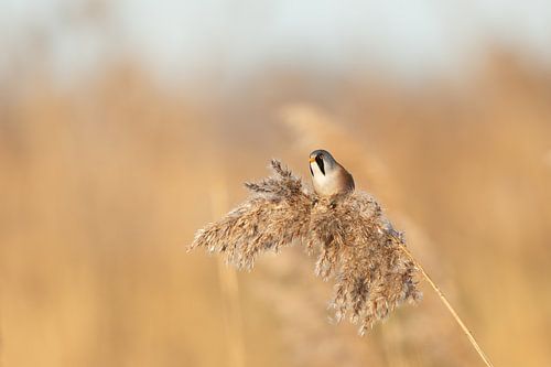 Petit mâle à barbe dans les roseaux