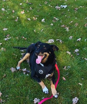 The dog with the big heart