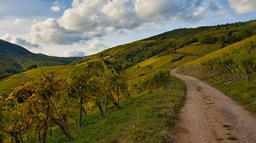 Autumn in the vines in Alsace by Tanja Voigt