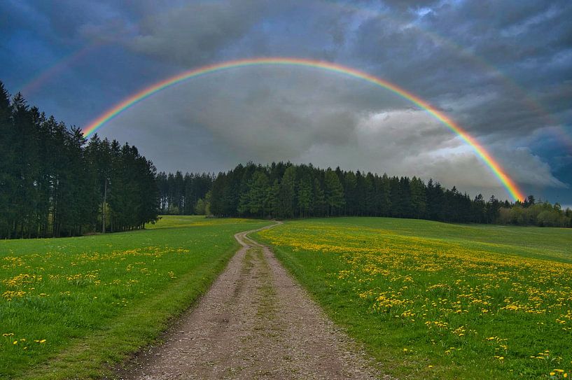 Spring in the Black Forest by Tanja Voigt