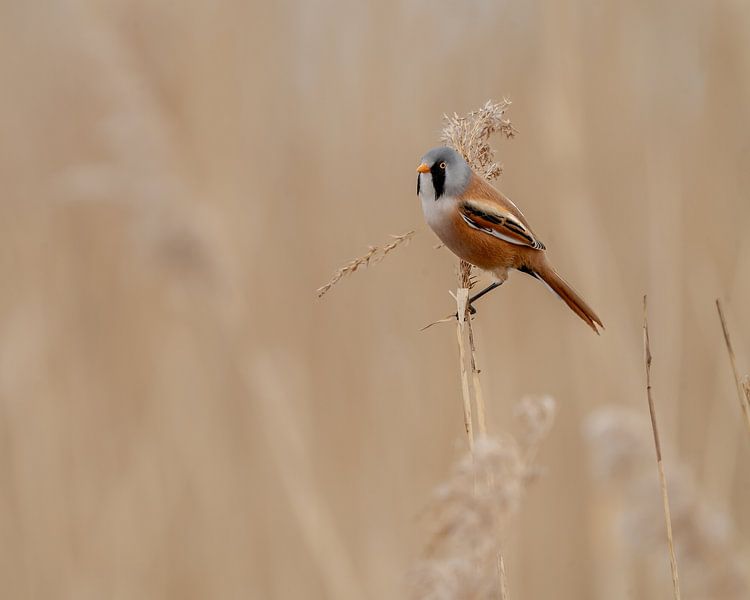Bearded male by Liliane Jaspers