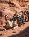 Jordanie | Petra | Camel par Sander Spreeuwenberg Aperçu
