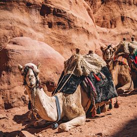 Jordanië | Petra | Camel van Sander Spreeuwenberg