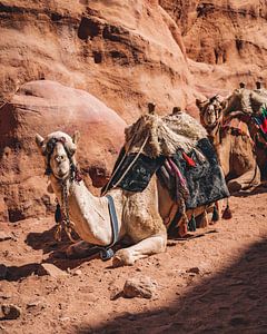 Jordanië | Petra | Camel van Sander Spreeuwenberg