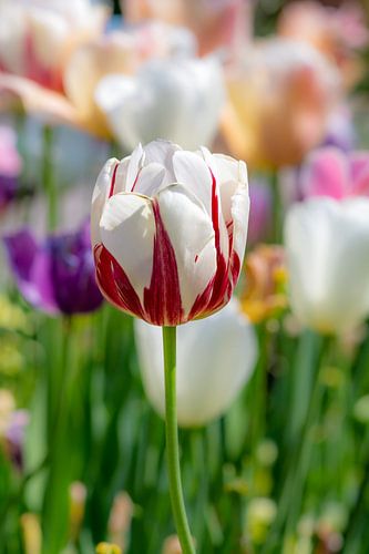 Tulp in het bloembed