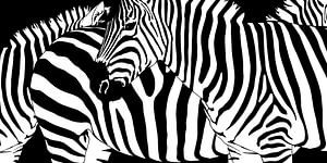 Verwirrende Zebrastreifen