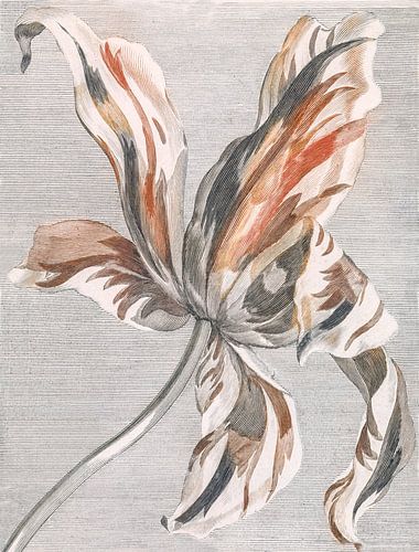 Striking Variegated Tulip Bloom in Detailed Engraving