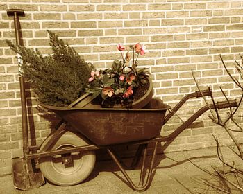 oude kruiwagen met planten