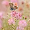 Papillon bleu bruyère sur une bruyère fleurie dans des tons pastel sur KB Design & Photography (Karen Brouwer)