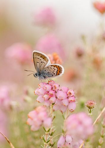 Heather blue butterfly on the flowering (heather) in pastel shades