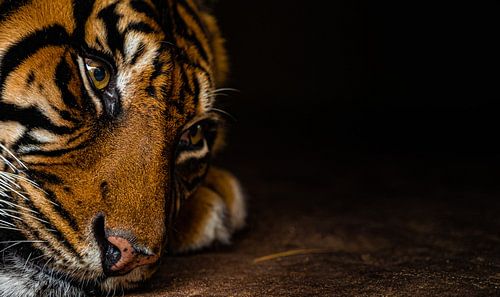 Tiger wartet auf Angriff