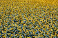 Groot zonnebloemveld