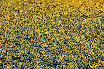 Großes Sonnenblumenfeld