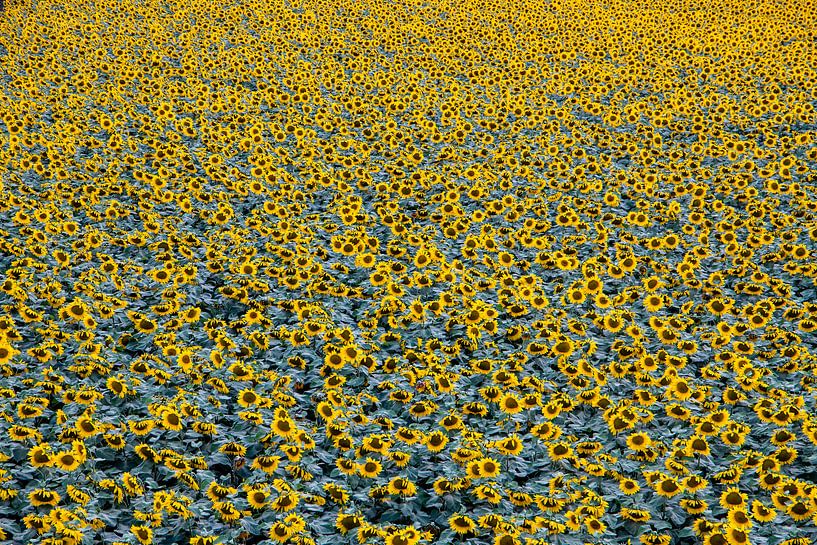 Großes Sonnenblumenfeld von robertjan boonstra