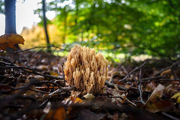 Bijzondere paddenstoel in het bos van Fotografiecor .nl