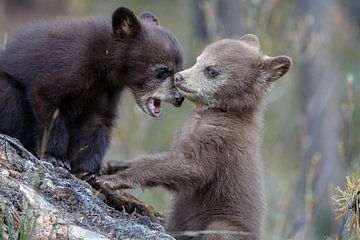 Black bear cubs sur Menno Schaefer