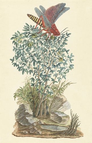 Dictyophorus spumans (sauterelle en mousse Koppie) perché sur un Zygophyllum sp. (haricot de câpre) 