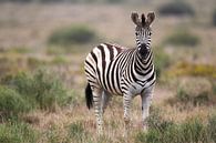 Steppenzebra (Equus quagga) von Dirk Rüter Miniaturansicht