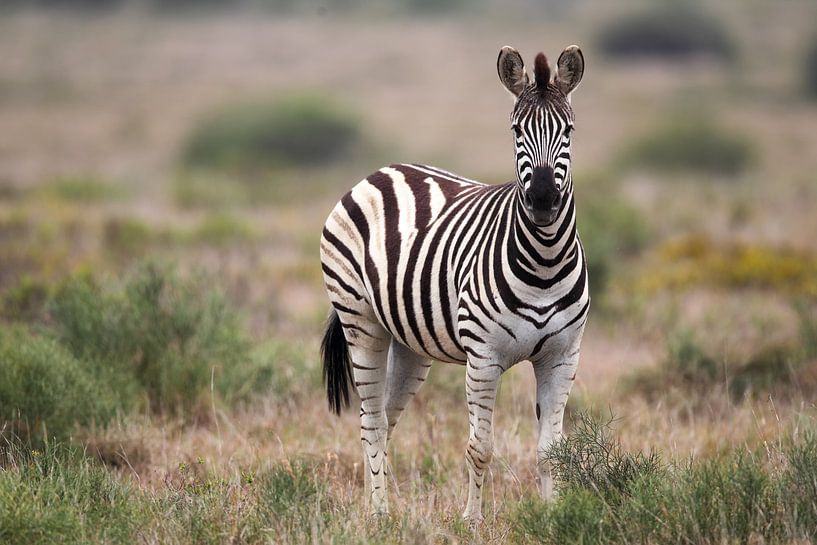 Steppenzebra (Equus quagga) von Dirk Rüter