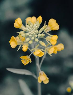 Brassica napus - Koolzaad bloem van Jessie Vermeer Art