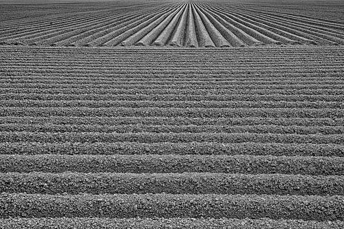 De aardappelen zijn gepoot