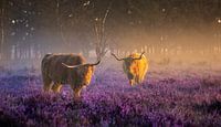 Highlanders in the moors