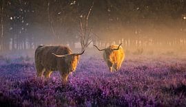 Highlanders in the moors by Rens Marskamp