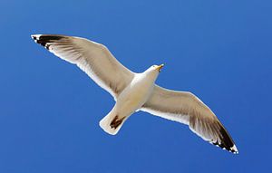 Une mouette dans le ciel bleu
