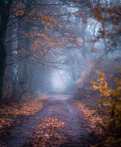 Romantic autumn forest