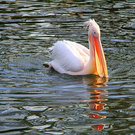 Pelican by Jose Lok