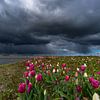 tulips dark clouds zeewolde flevoland by Robinotof
