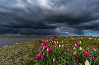 tulpen donkere wolken zeewolde flevoland van Robinotof thumbnail