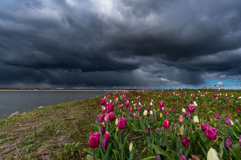 tulpen donkere wolken zeewolde flevoland van Robinotof