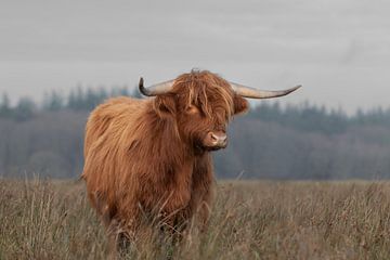 tough Scottish highlander by M. B. fotografie
