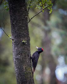 Black woodpecker on the Veluwe