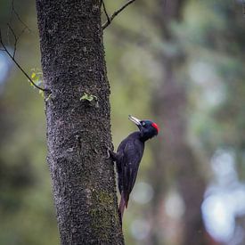 Zwarte specht op de Veluwe van Tom Zwerver