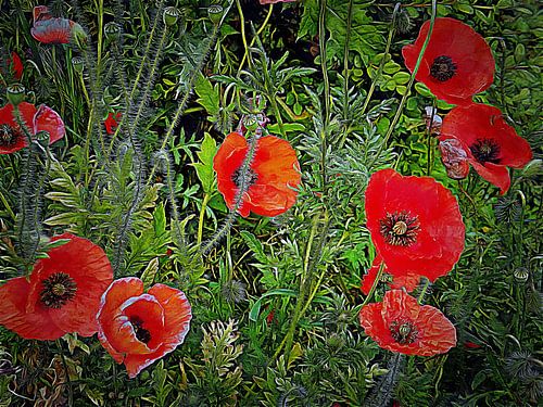 Klaprozen die tevoorschijn komen