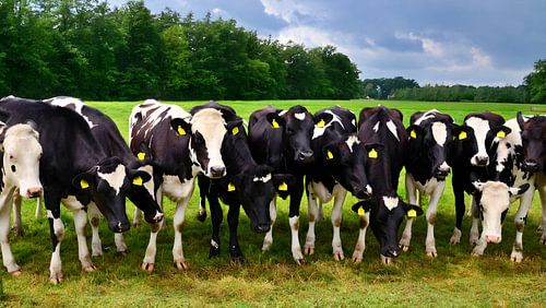 Neugierig Kühe in einer Reihe