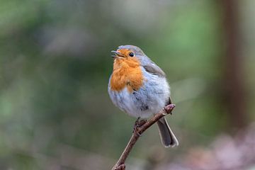 Robin by Janny Beimers