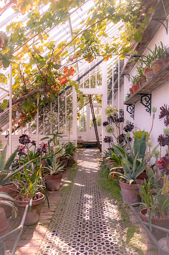 Engelse Planten kas