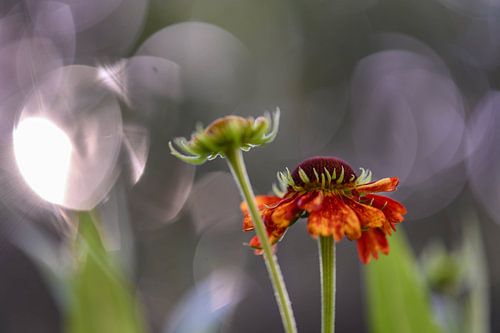 oranje helenium