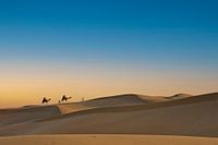 Camels on the horizon