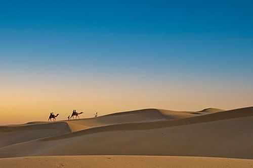 Camels on the horizon