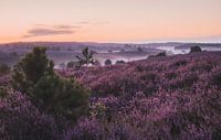 Purple heather