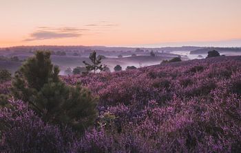 Violettes Heidekraut