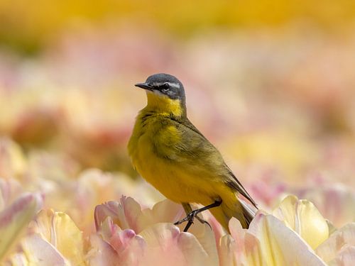 Yellow wagtail poses on tulip